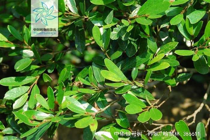  p>中华蚊母树(学名: i>distylium /i>  i>chinense  /i>(franch.