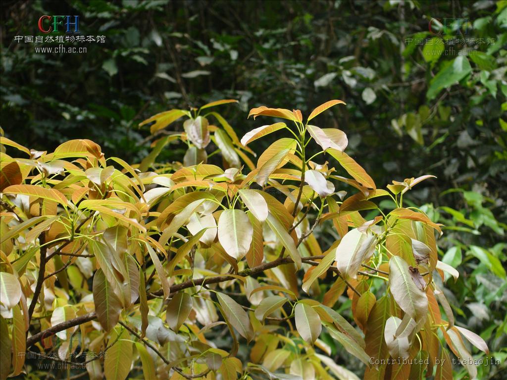 f)属于 a href="#" data-lemmaid="12640320">桑科榕属 /a>的一类 a