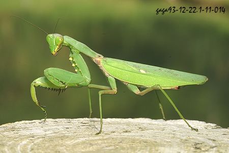 广斧螳螂