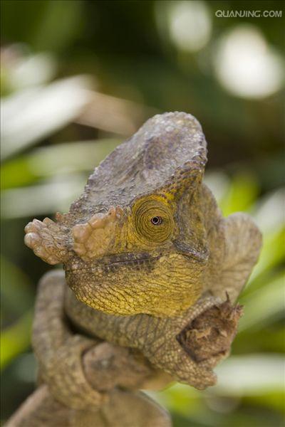  p>国王变色龙是变色龙科中体型最大也最重的一种,产于 a target="