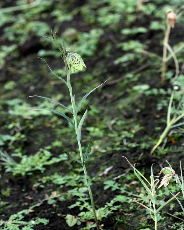 别名:藏青贝,炉贝,芝母,乌花贝母,松贝母贝,以川贝母为主的野生贝母