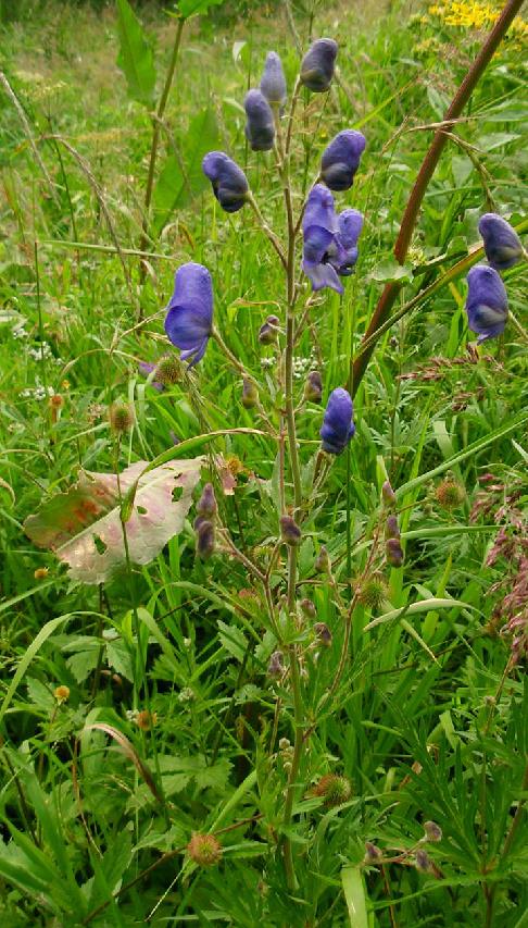  p>白毛乌头(学名:aconitum villosum rchb.