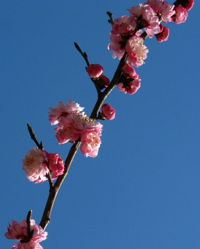  p>辽梅山杏(学名: i>armeniaca sibirica /i> var.