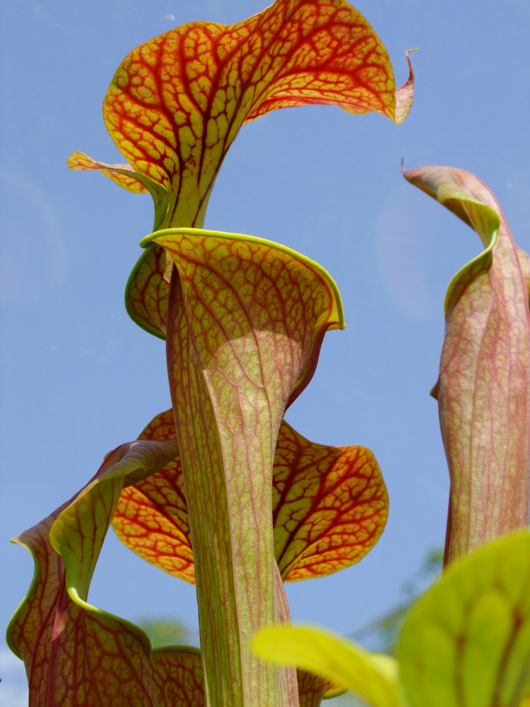 yellow pitcherplant