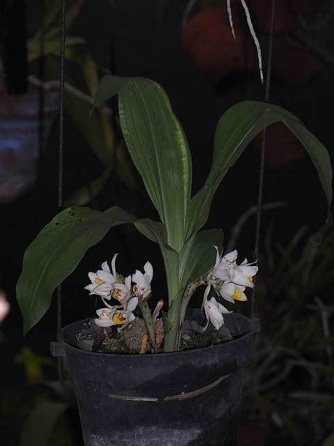  p>多花地宝兰(学名: i>geodorum recurvum /i>  (roxb.