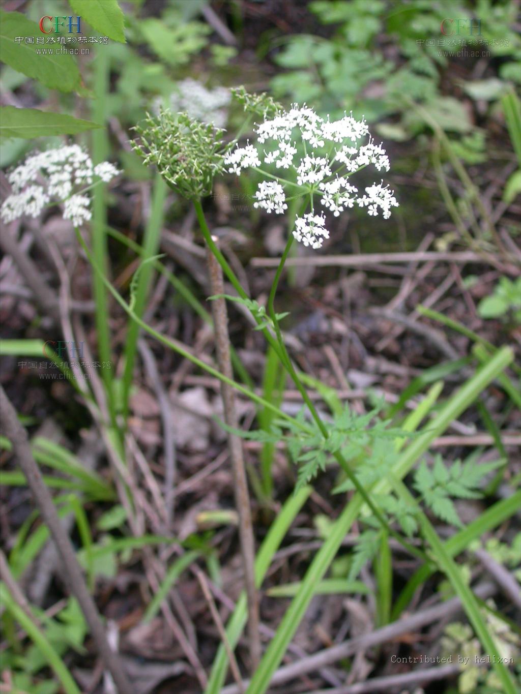  p>羊角芹属(学名:aegopodium l.