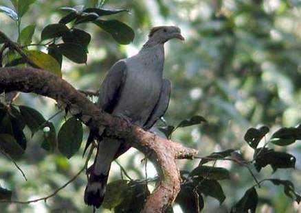 p>髻鸠(学名: i>lopholaimus antarcticus /i> ):为鸠鸽目鸠鸽科髻鸠
