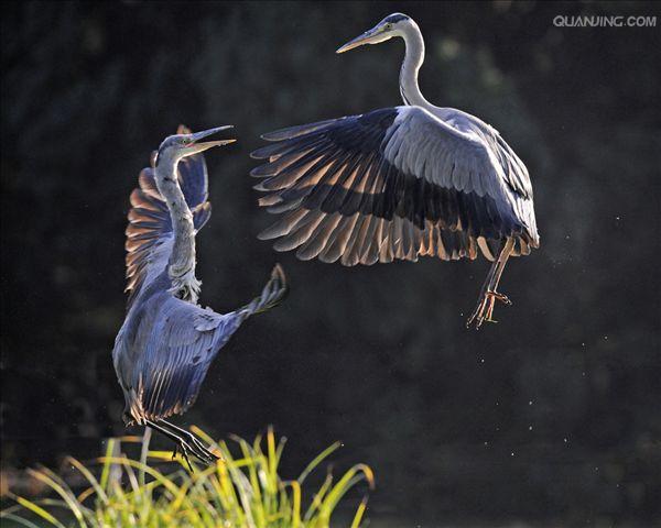  p>灰鹭( a target="_blank" href="/item/苍鹭/277071" data-lemmaid