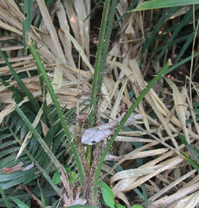 calamus egregius burret .