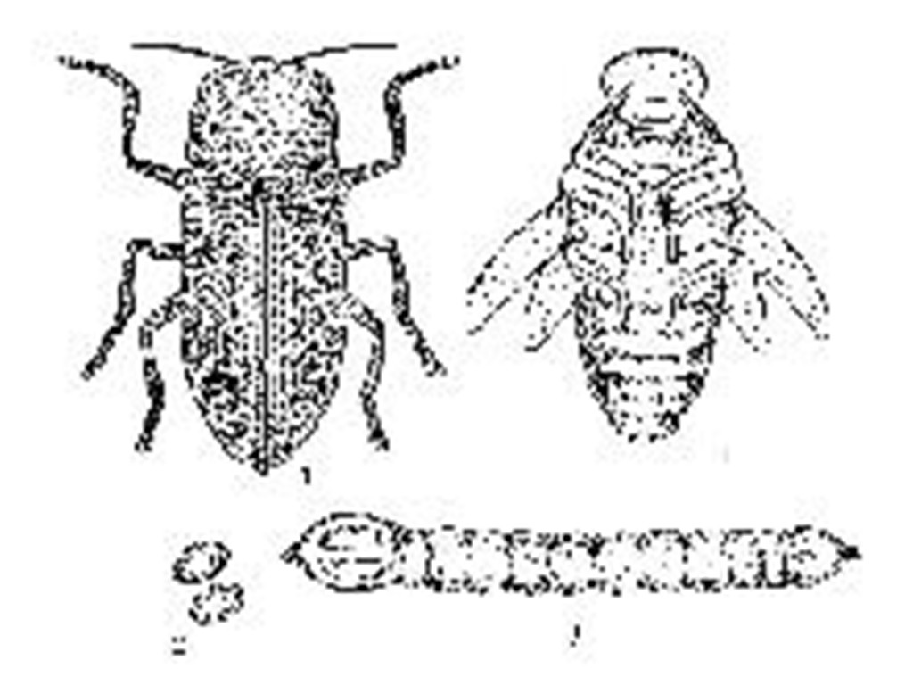 agrilus lewisiellus kere