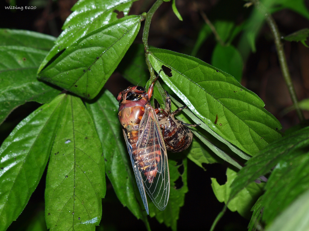  p>体长46～51mm.本种为台湾产体型最大的熊蝉类.