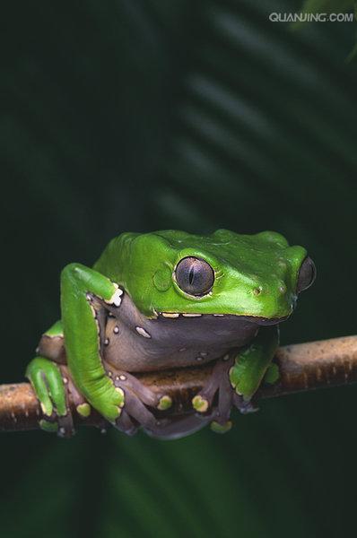  p>树蛙,无尾目树蛙科的1属,体多细长而扁,后肢长,吸盘大,指,趾间有