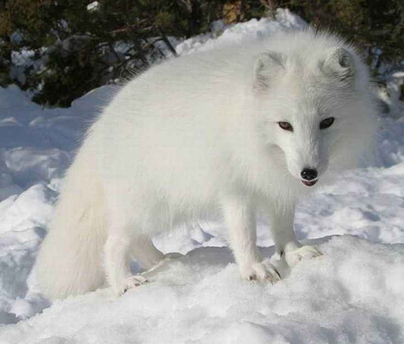 蓝狐-060是一种犬科, a target="_blank" href="/item/北极狐属