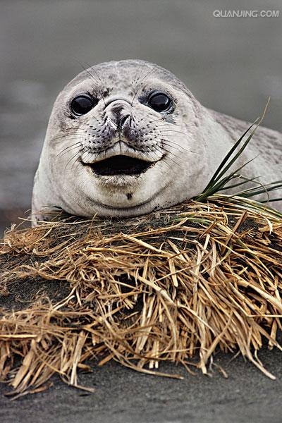  p>南象海豹是一种在近岸水域以南极鱼为食,在其他地方主要吃头足类的