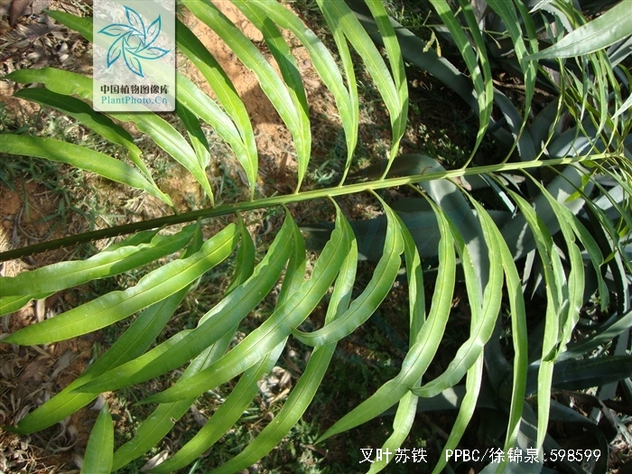 hill)是 a target="_blank" href="/item/苏铁科">苏铁科 /a> a