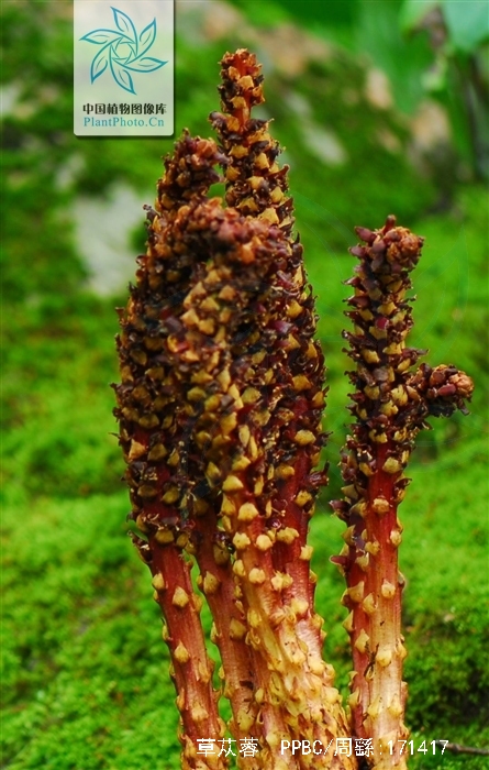  p>列当(拉丁文名: i>orobanche coerulescens /i> steph),别名 a