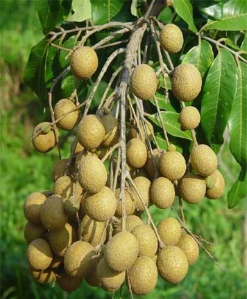 密花山龙眼