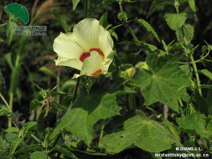 叶掌状5-9浅裂,直径7-20厘米. /p>