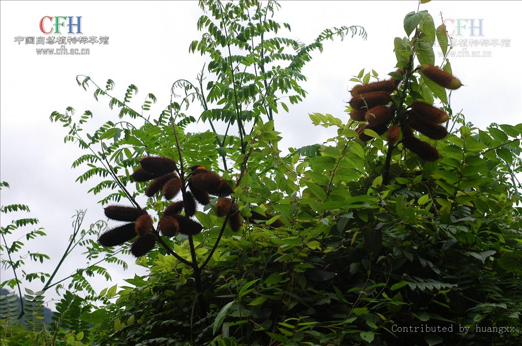  p>石莲子,中药名.