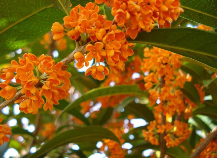 桂花树应该如何种植 百科ta说