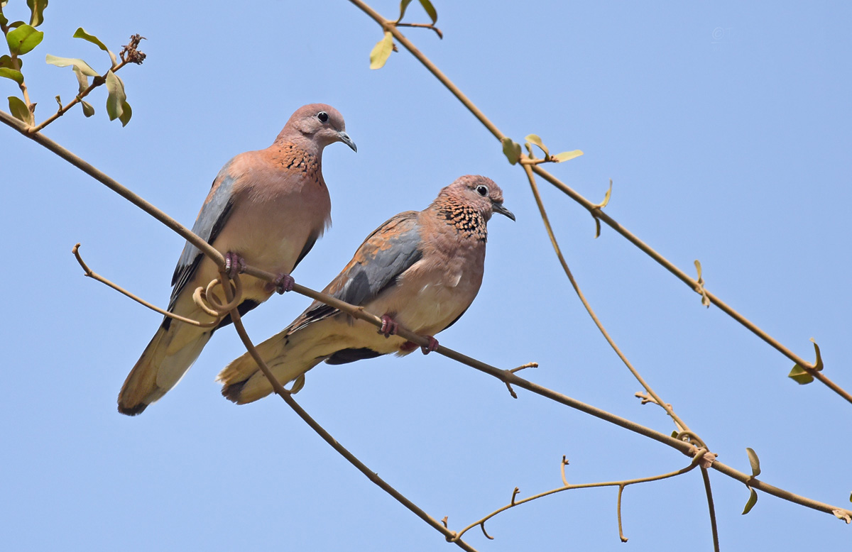  p>棕斑鸠(学名: i>spilopelia senegalensis /i>)是鸠鸽科珠颈斑鸠属