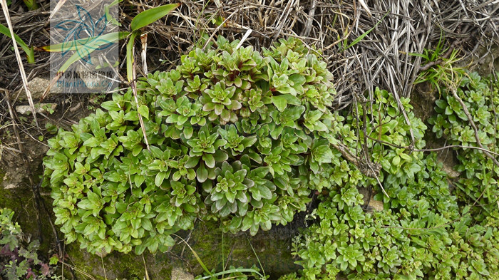  p>滨海珍珠菜(lysimachia mauritiana lam. encycl. meth.