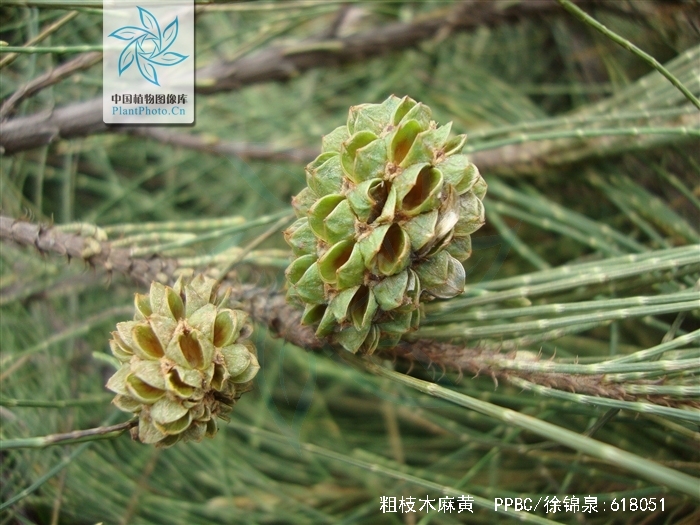 casuarina glauca sieb. ex spr.