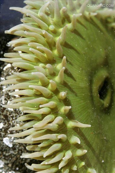绿海葵