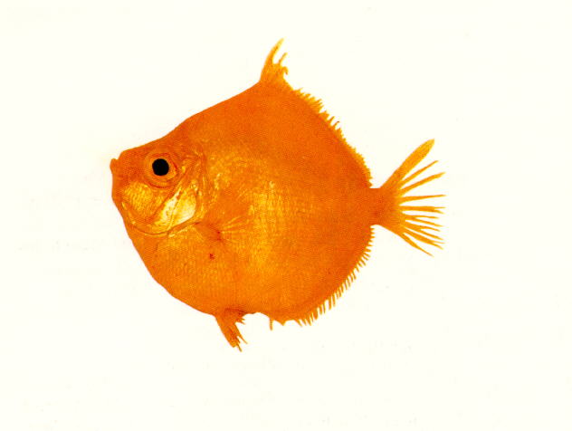  p>红菱鲷, i>antigonia rubescens /i> (günther, 1860), a target=