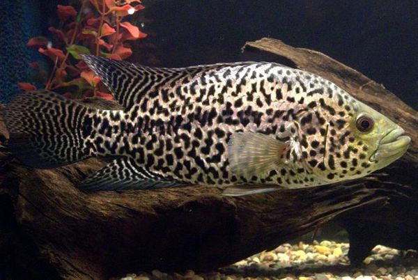  p data-id="gnwqh82jko"> a target="_blank" href="/item/淡水鱼