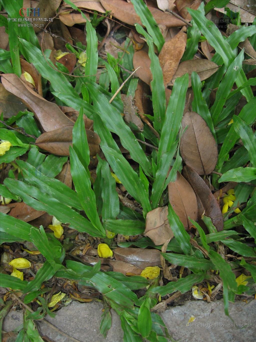  p>地毯草(学名:axonopus compressus (sw. ) beauv.