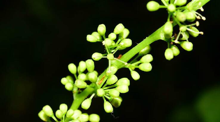  p>刺葡萄(学名: i>vitis davidii  /i>(roman. du caill.) foex.