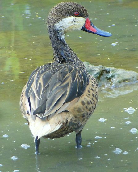 white-cheeked pintail