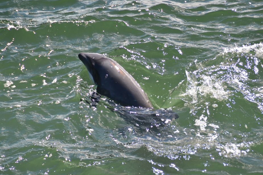 黑喙头海豚