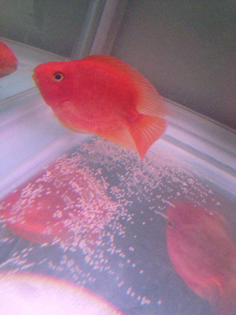 ="gnywrbhrjs"> a target="_blank" href="/item/红尾皇冠鱼/7024132"