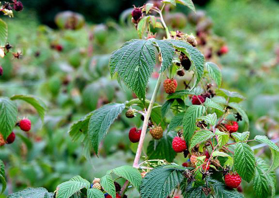  p>覆盆子(学名: i>rubus idaeus /i> l.