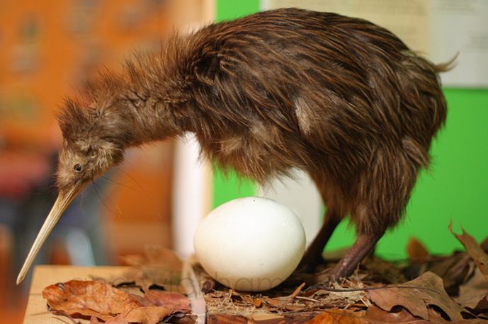  p>褐几维鸟(学名: i>apteryx australis /i>)又译为 a target="