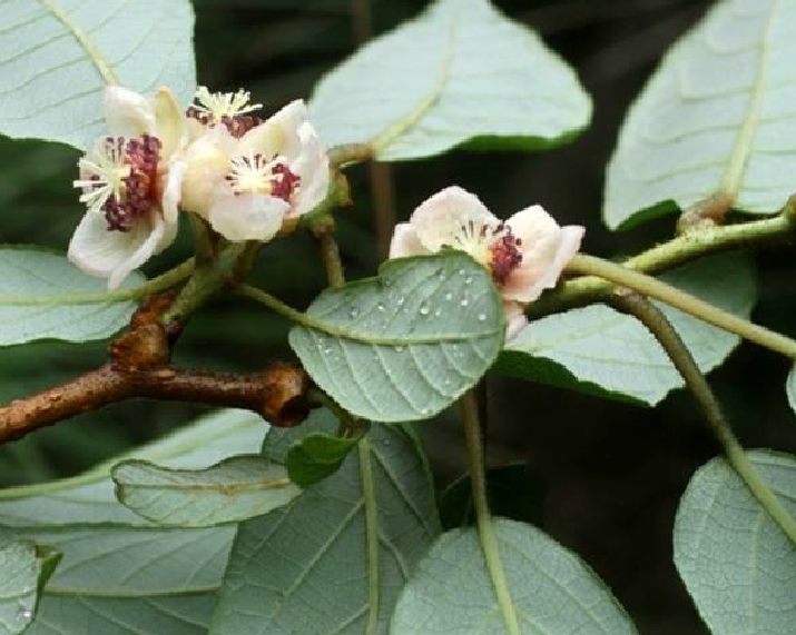  p>长叶猕猴桃(学名: i>actinidia hemsleyana /i> dunn.