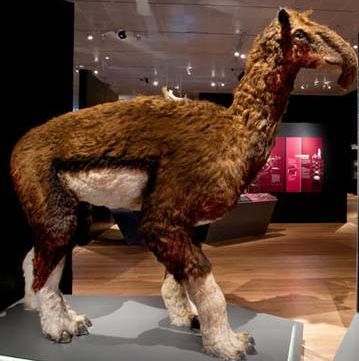  p>长颈驼是 a data-lemmaid="8150775">滑距骨目 /a>的一种有蹄动物.