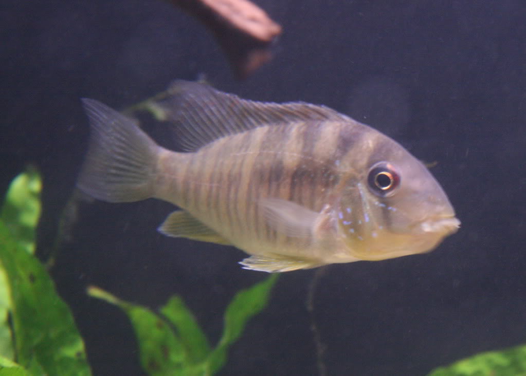 p>和尚鱼(geophagus balzanii):杂食性,体形圆润,个性温和接近于关刀