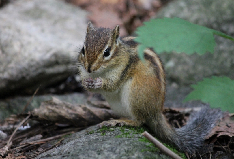 西伯利亚花栗鼠