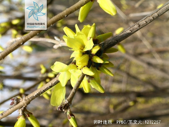  p>卵叶连翘(学名: i>forsythia ovata /i> nakai)是木犀科,连翘属