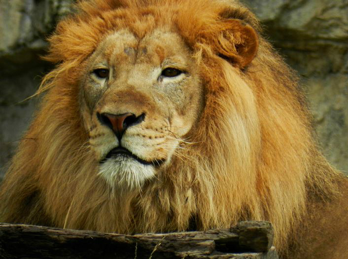  p>刚果狮(学名: i>panthera leo azandicus /i>):雄狮体重可达170