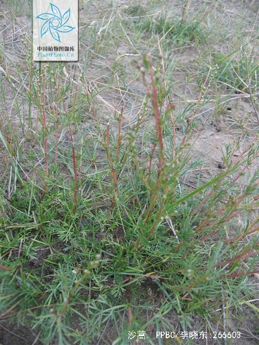  p> b>沙蒿 /b>(学名: i> i>artemisia desertorum /i>  /i>spreng.