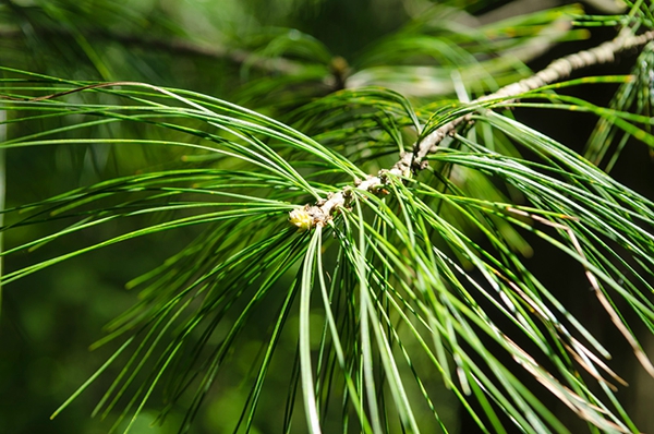 松(学名: i>pinus dabeshanensis /i> cheng et law )是松科,松属 a