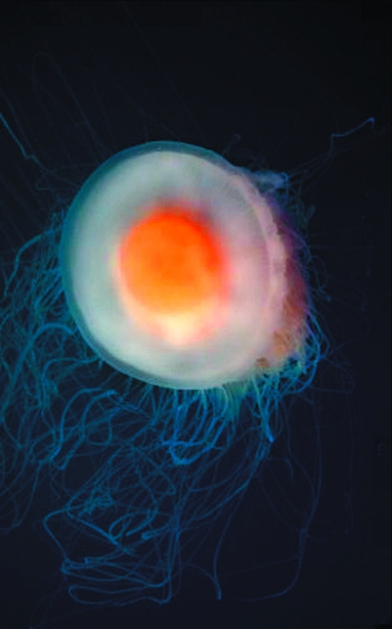  p>水母(英文名称:jelly fish):是水生环境中重要的 a target="_blank