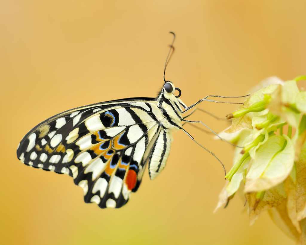  p>达摩凤蝶(papilio demoleus linnaeus蝴蝶)是一种常见的分布广泛的