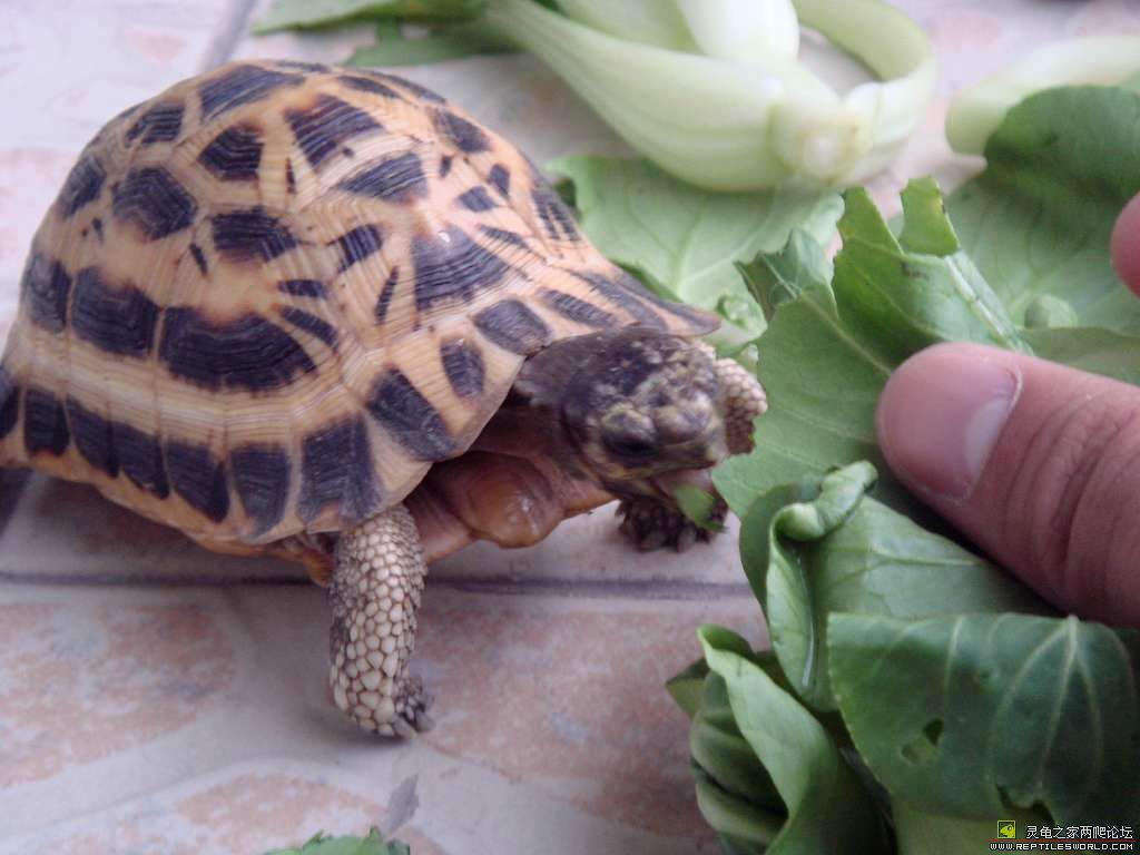  p>马达加斯加共和国(the republic of madagascar),简称马达加斯加.