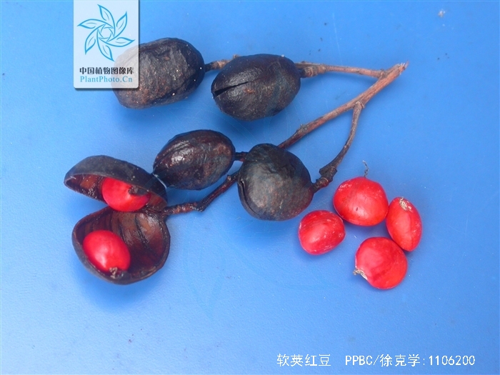  p>软荚红豆(学名: i>ormosia semicastrata /i> hance)是豆科,红豆属