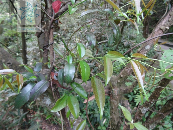 sindechites henryi oliv.